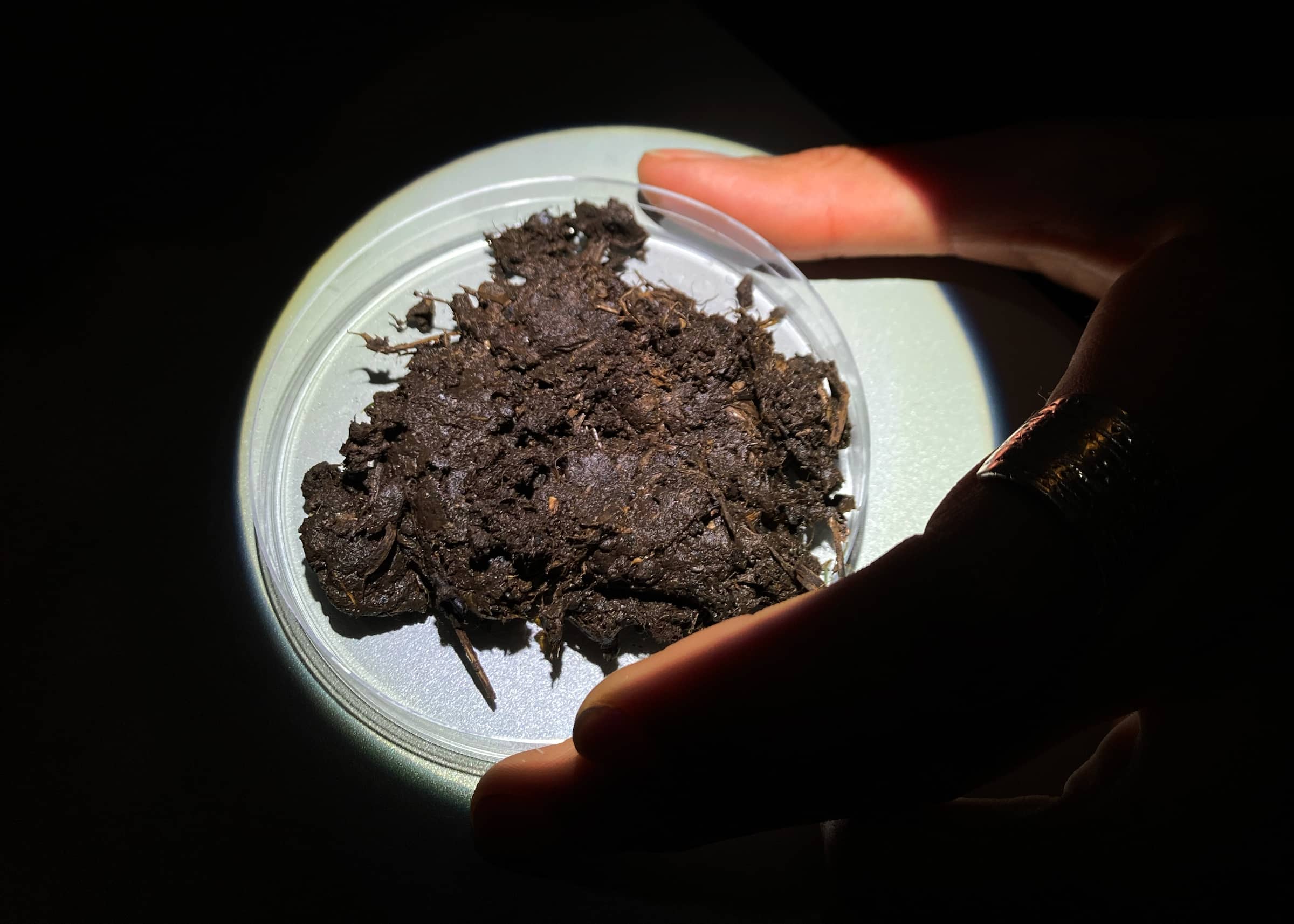 Un'immagine ravvicinata di una mano che tiene una piastra Petri contenente terra scura e umida. La piastra è illuminata, mettendo in evidenza la texture del terreno, che sembra contenere piccoli rametti o materia organica mescolata. Lo sfondo è scuro, enfatizzando il focus sulla piastra.